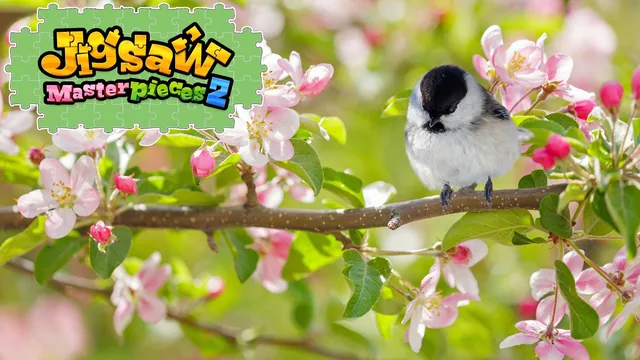 Capa de Little Songbirds